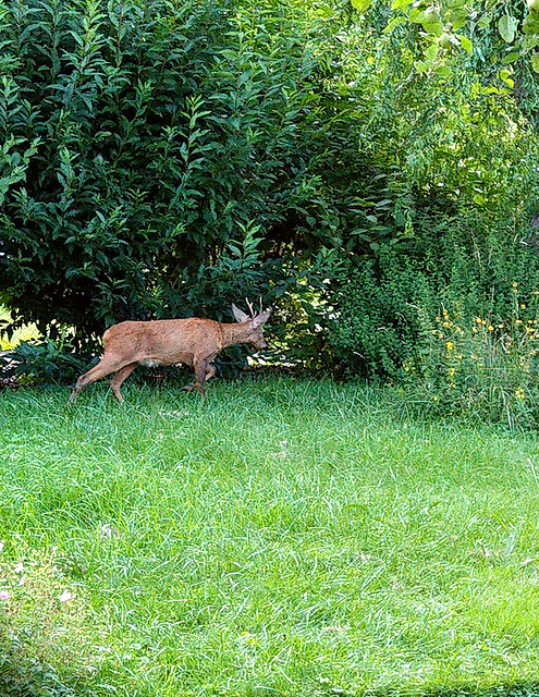 Gast in meinem Garten (PiP)