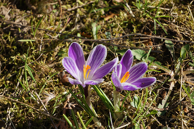 Immer noch blühen die Krokusse