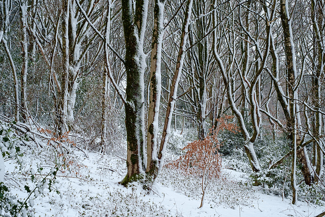 Overnight snow from the North East