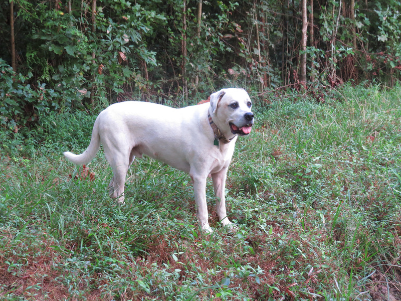 Branco watching wood duck