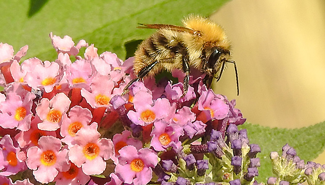 20240724 0584CPw [D~LIP] Schmetterlingsstrauch, Ackerhummel (Bombus pascuorum), BS