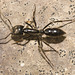 IMG 2460 Ant