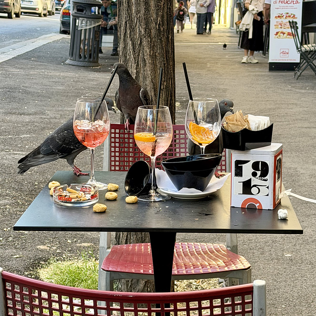 Rome 2026 – Pigeons enjoying cocktails