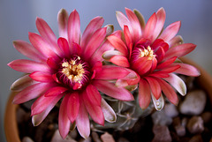 Dwarf Chin Cactus (Gymnocalycium baldianum) flower