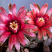 Dwarf Chin Cactus (Gymnocalycium baldianum) flower