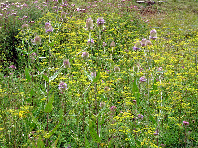 teasels