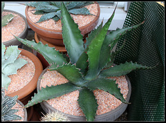 Agave gentryi Jaws(1)