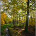 Autumn afternoon in Wykeham Forest, North Yorkshire