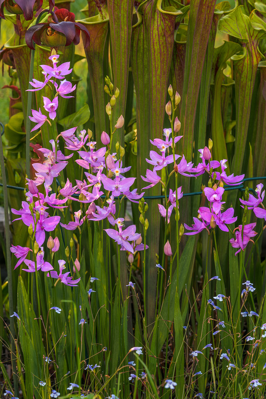 Calopogon tuberosus (Common Grass-pink orchid)