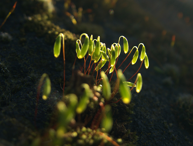 Wee Mossy Worlds