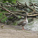 Greylag Goose with chick
