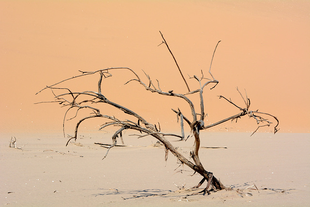 Namibia, A Dead Tree at the Foot of the Dune
