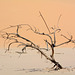 Namibia, A Dead Tree at the Foot of the Dune