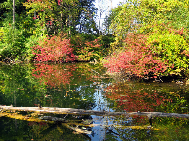 The turtle pond is now still.