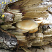 A well-camouflaged mushroom hard at work