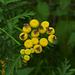 20210831 2760CP~V [D~LIP] Rainfarn (Tanacetum vulgare), Brennnessel-Spreizflügelfalter (Anthophila fabriciana), UWZ, Bad Salzuflen