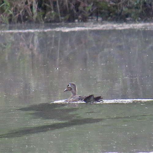 Female wood duck