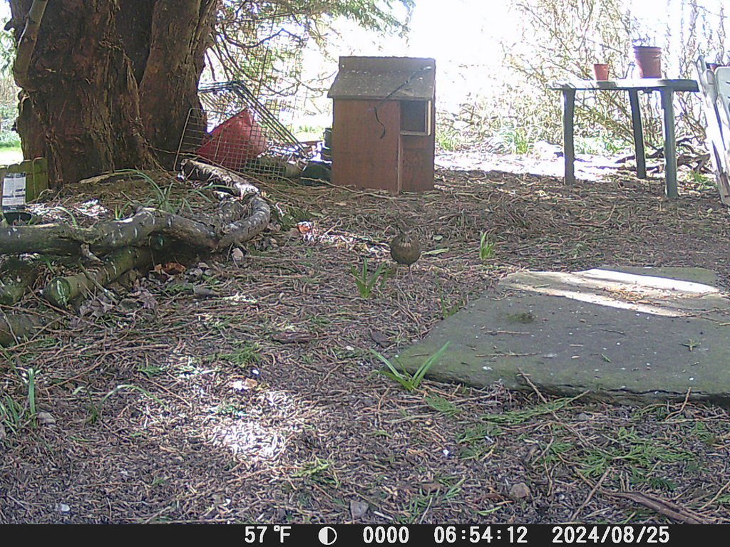 GCT[6] - female blackbird