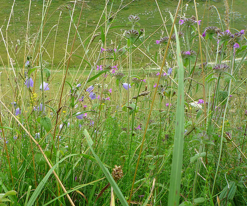 Harebells