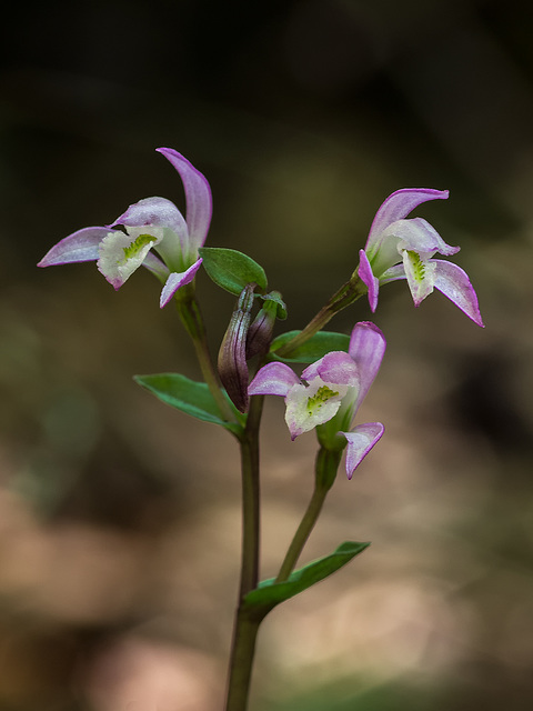 Triphora trianthophora (Three-birds orchids)