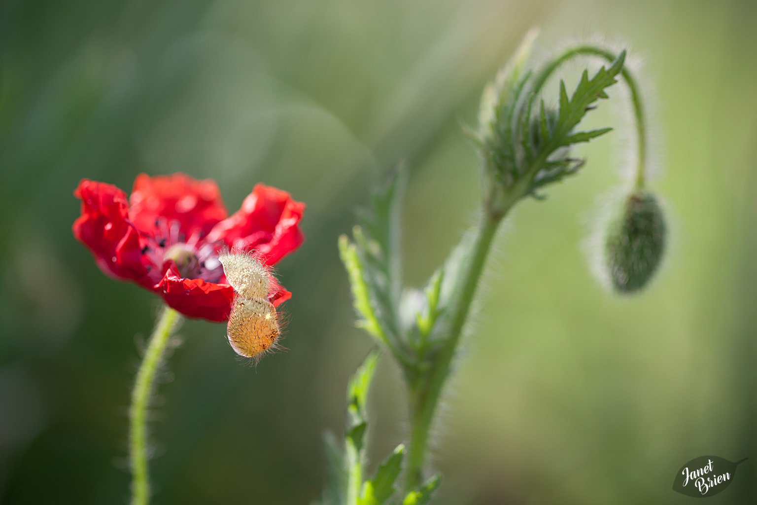 61/366: The Magic of an Opening Poppy