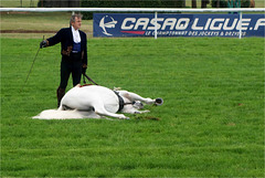 Le cheval blanc a du panache 2/4