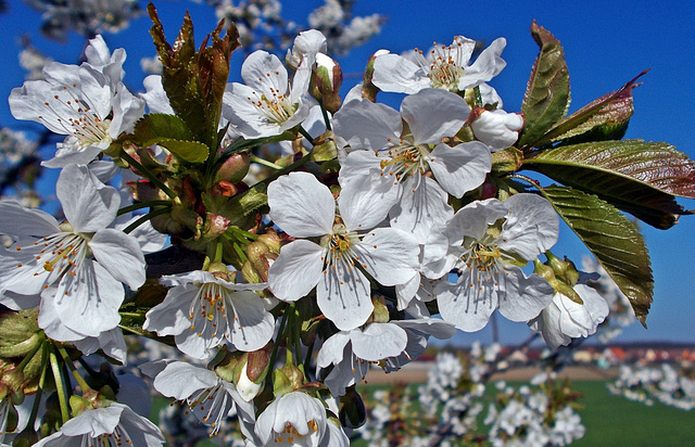 Kvitnúca čerešňa