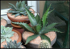 Agave gentryi Jaws(2)