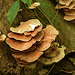 Fungi on the Oilbird Cave trail