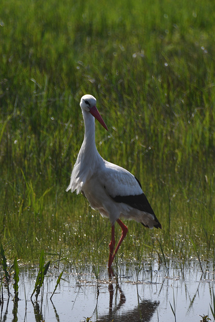 Cigogne Blanche