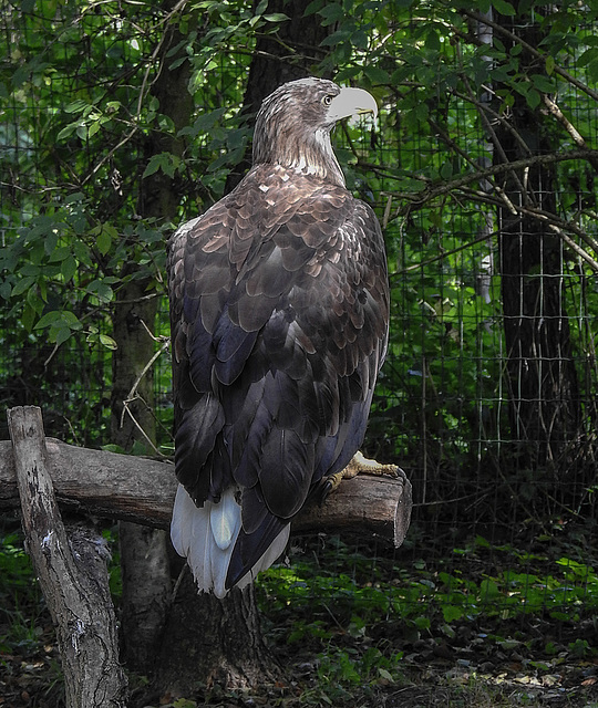 20190911 6302CPw [D~OH] Seeadler (Haliaeetus albicilla), Timmendorfer Strand