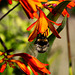 Buzzy Bee