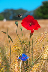 Hummel und Klatschmohn