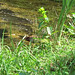 Rosie swimming in the pond