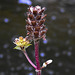 20240726 0600CPw [D~LIP] Braunelle (Prunella vulgaris), BS