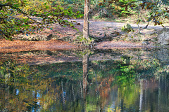 Herbsttöne im Tümpel