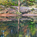 Herbsttöne im Tümpel