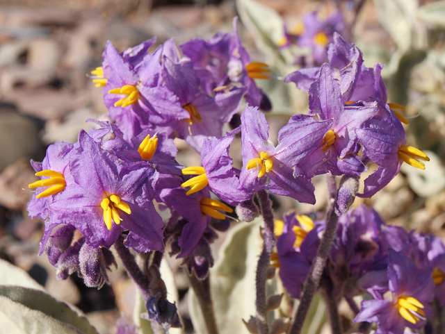 Solanum quadriloculatum