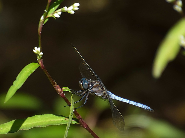 Keeled Skimmer m (Orthetrum coerulescens) DSB 1811