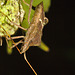 IMG 8418bug