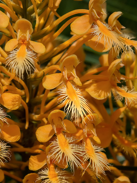 Platanthera ciliaris (Yellow Fringed Orchids) in a power line cut