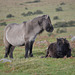 Dartmoor Wild Ponies