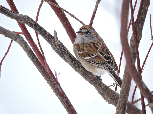 American Tree Sparrow