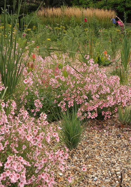 Nemesia in the Prarie Garden