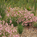 Nemesia in the Prarie Garden