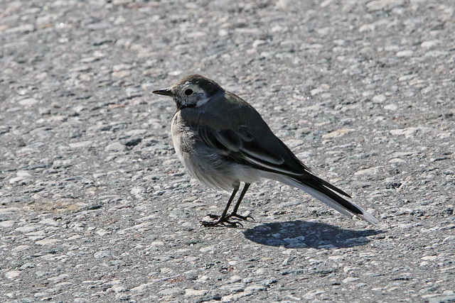 Little grey bird