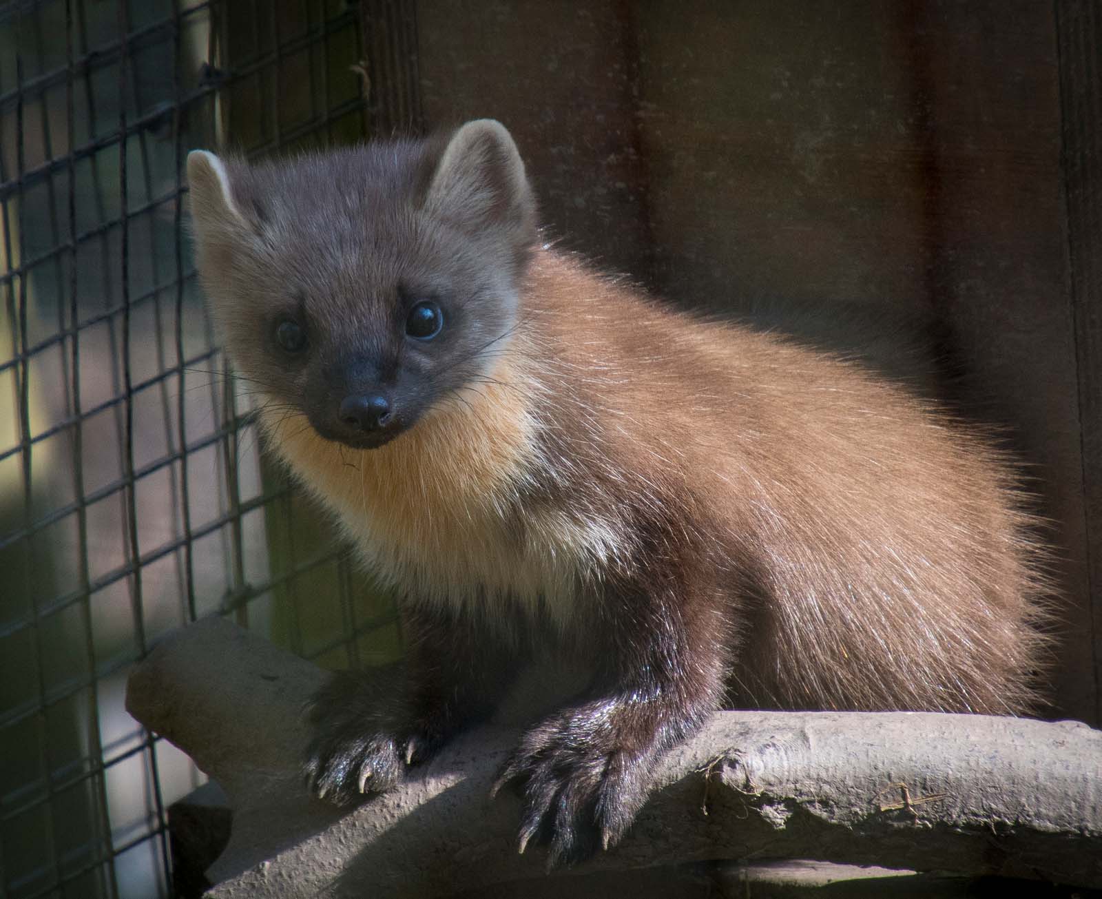 A pine marten