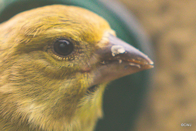 Greenfinch