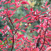 Saskatoon (?) leaves in the fall