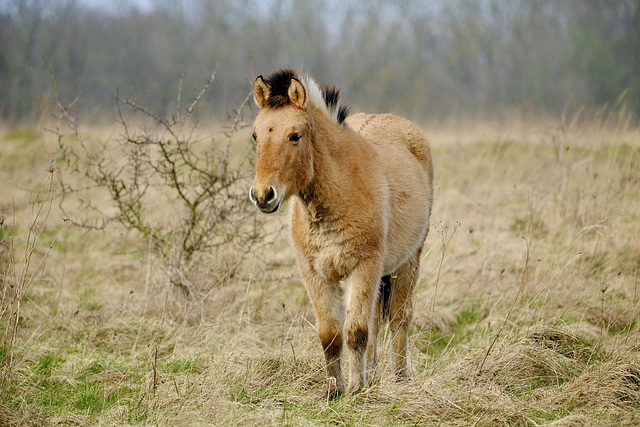 Junges Przewalski Wildpferd